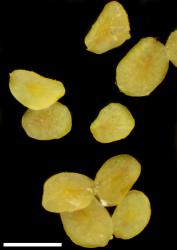 Veronica verna. Seeds. Scale = 1 mm.
 Image: P.J. Garnock-Jones © Te Papa CC-BY-NC 3.0 NZ